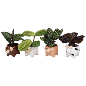 CALATHEA MIX P6 L 66615