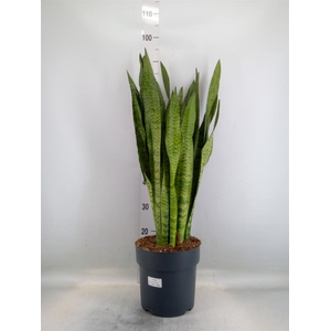 Sansevieria zeylanica