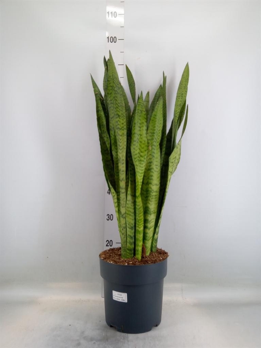 <h4>Sansevieria zeylanica</h4>
