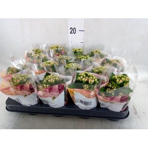 Kalanchoe blos. 'RosDon Nando'