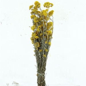 Dried Helipterum Sanfordi
