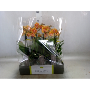 Phalaenopsis multi.   ...orange