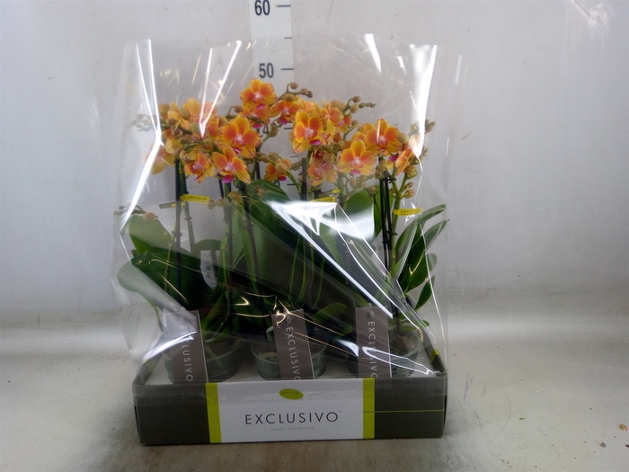 <h4>Phalaenopsis multi.   ...orange</h4>
