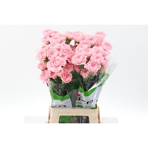 Di St Pink Nahema