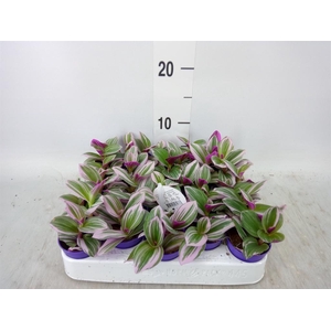 Tradescantia cerinth. 'Nanouk'