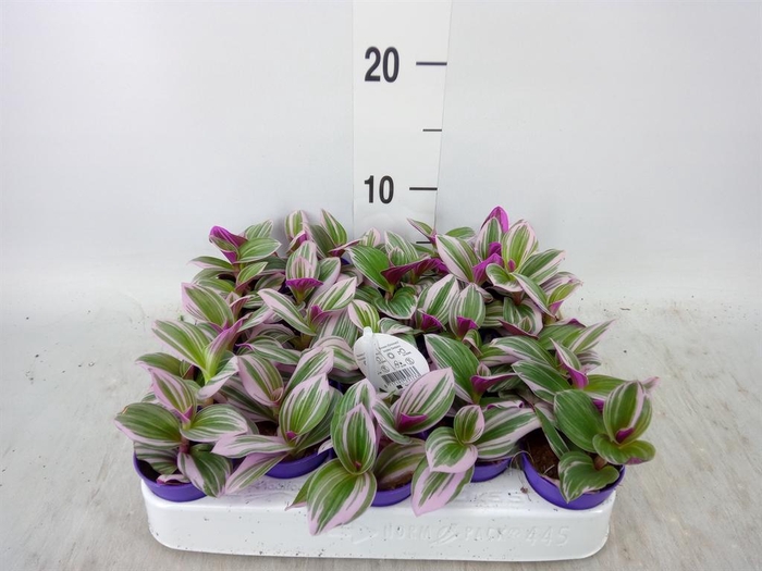 <h4>Tradescantia cerinth. 'Nanouk'</h4>