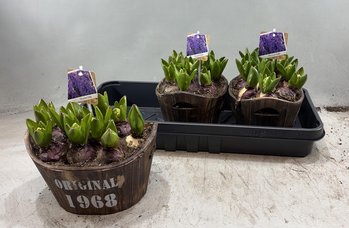 <h4>ARR HYACINTH</h4>