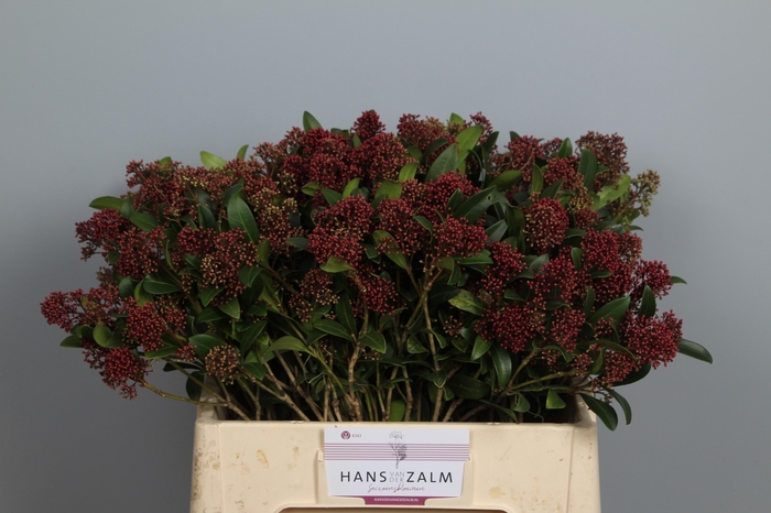 <h4>SKIM J RUBELLA BS</h4>