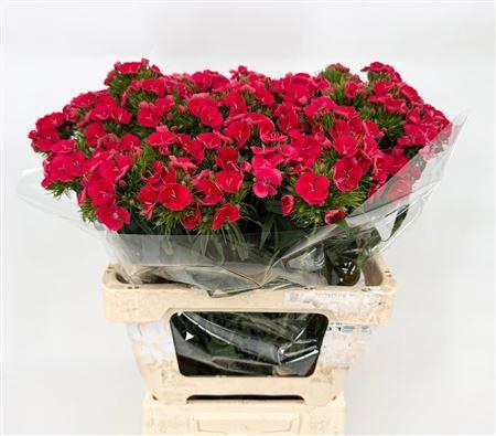 <h4>Di Barb Sweet Will Coral X50</h4>