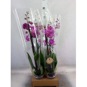 Phalaenopsis   ...