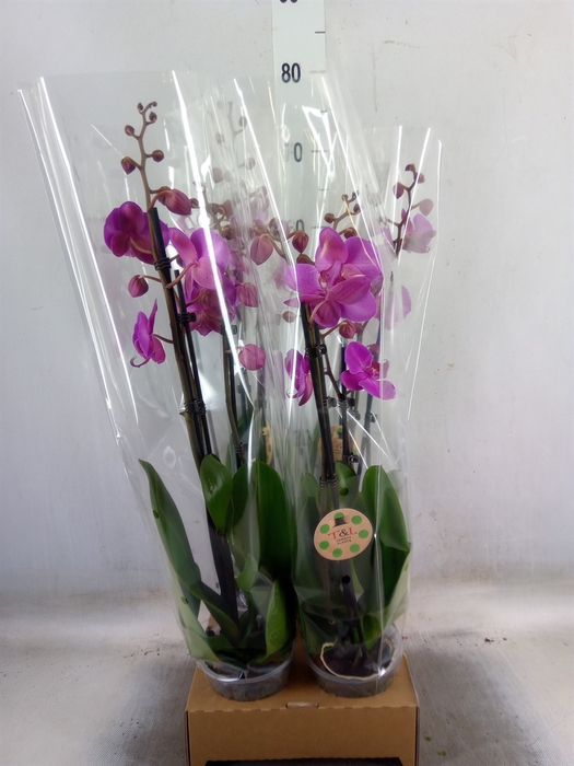 <h4>Phalaenopsis   ...</h4>