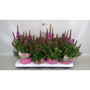 Lythrum salicaria