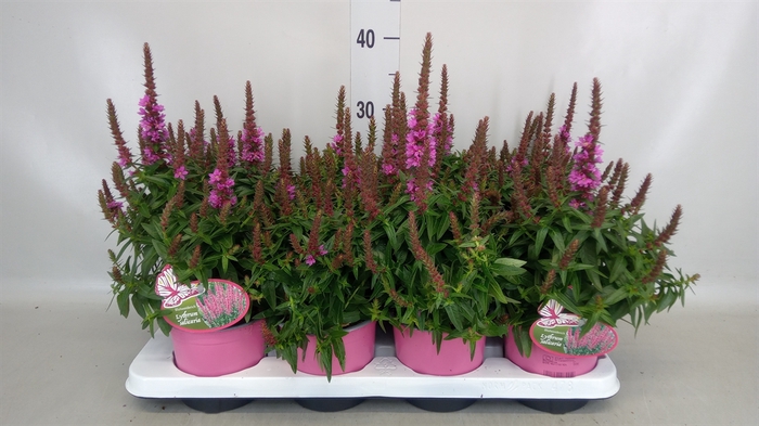 <h4>Lythrum salicaria</h4>