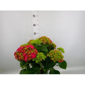 Hydrangea mac. 'Hi Fire'
