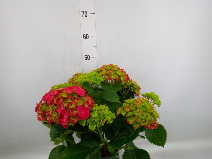 <h4>Hydrangea mac. 'Hi Fire'</h4>