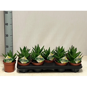 ALOE PERFOLIATA