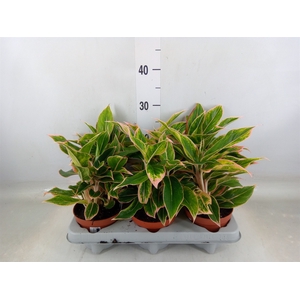 Philodendron   ...