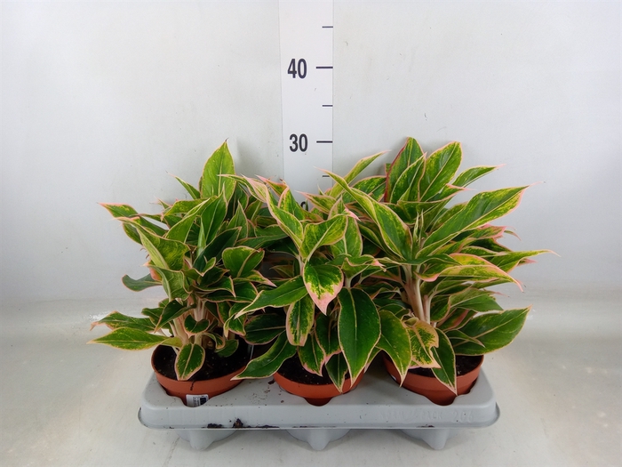 <h4>Philodendron   ...</h4>