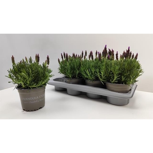 Lavandula stoechas ssp. lusitanica 14Ø 30cm