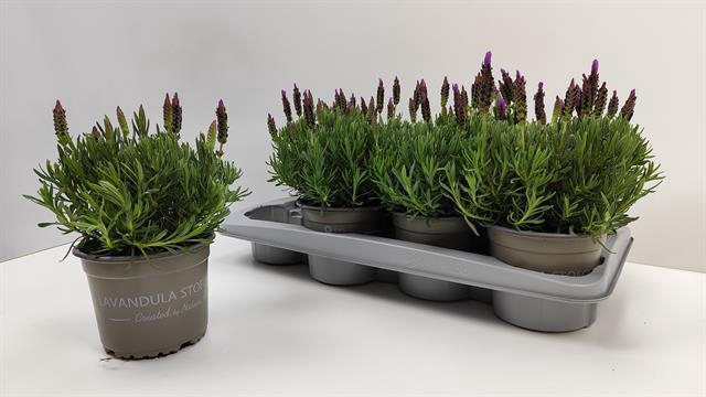 Lavandula stoechas ssp. lusitanica 14Ø 30cm