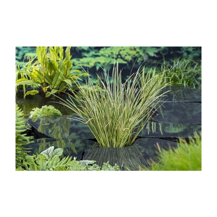 <h4>Acorus calamus Gramineus (18x18)</h4>