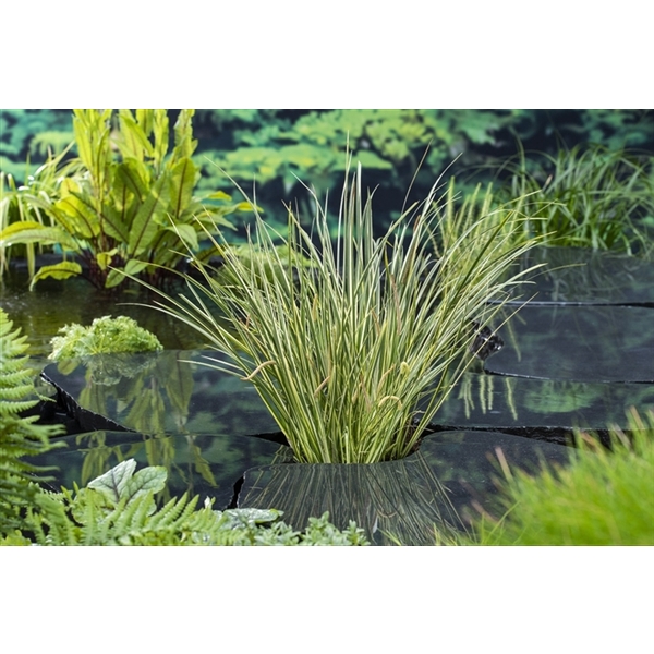 Acorus calamus Gramineus (18x18)