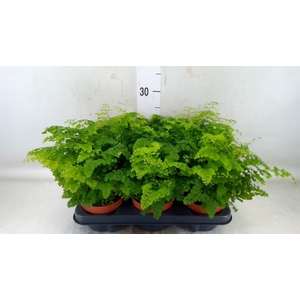 Adiantum raddi. 'Fritz-Luthi'