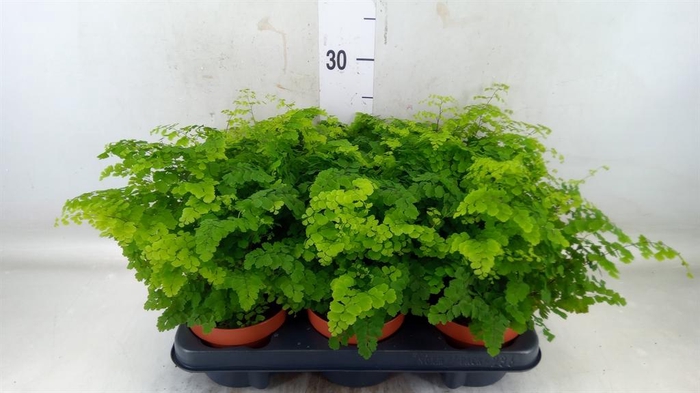 <h4>Adiantum raddi. 'Fritz-Luthi'</h4>