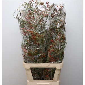Rosa Corallo Orange Green