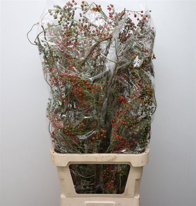 <h4>Rosa Corallo Orange Red</h4>
