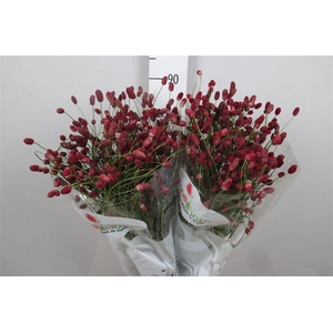 Sang Of Mag R Velvet