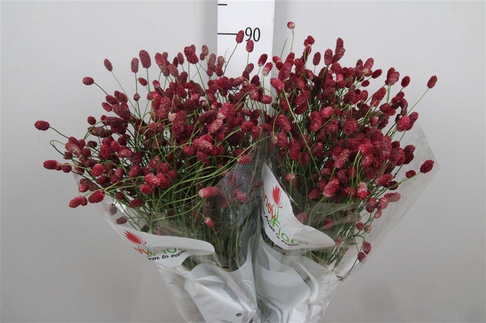 <h4>Sang Of Mag R Velvet</h4>