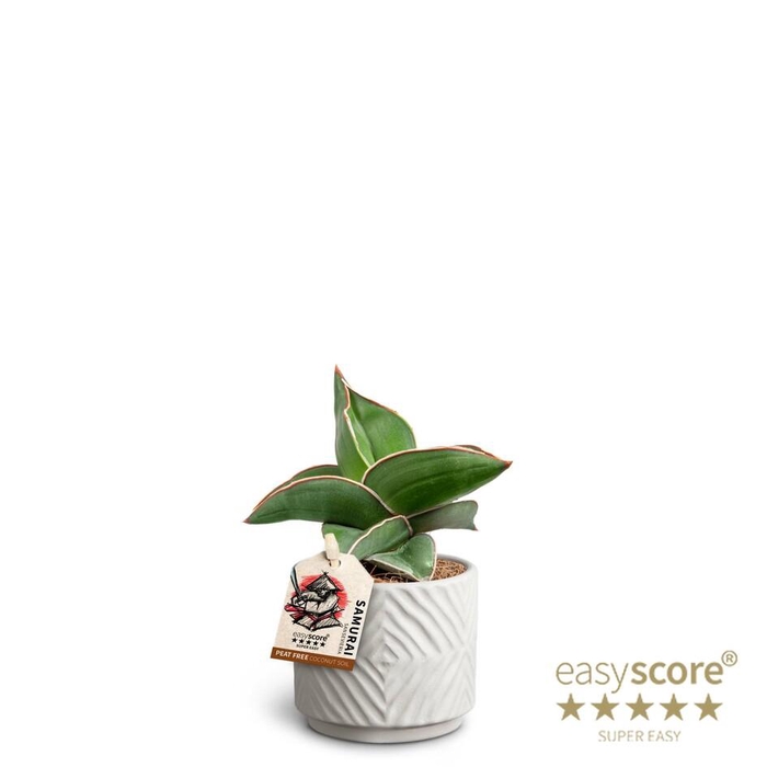 <h4>SANSEVIERIA EHRENBERGII</h4>