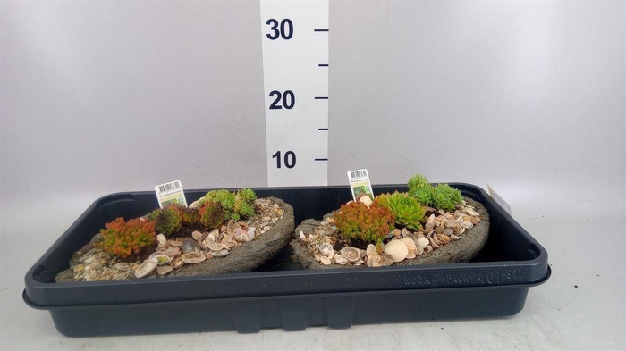 <h4>Arr.   Tuinplanten L%</h4>