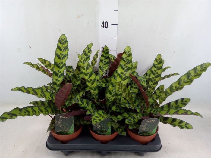 <h4>Calathea lancifolia</h4>