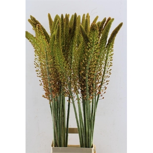 Eremurus Flash Dance