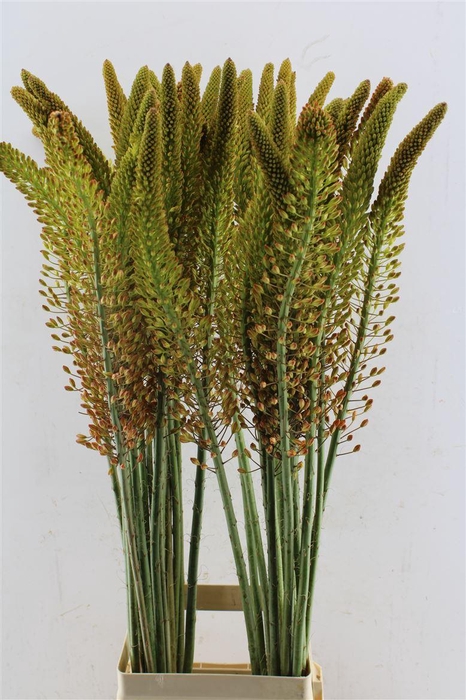 <h4>Eremurus Flash Dance</h4>