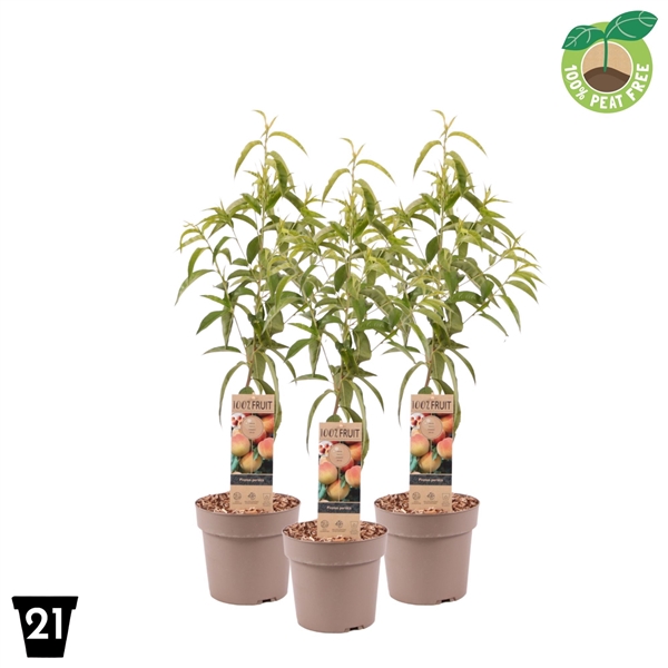 <h4>Prunus persica Patiobomen 'Perzik' 100% Fruit, P21</h4>