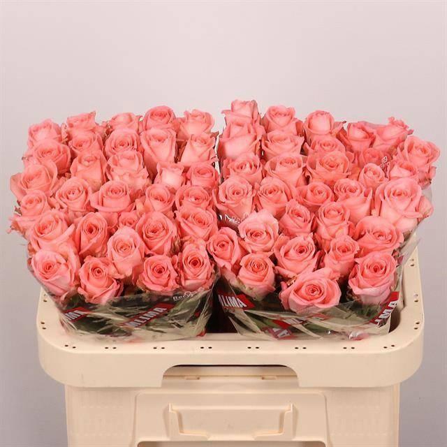 <h4>R GR UNICORN</h4>