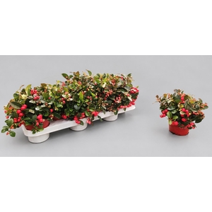 GAULTH PROCUMBENS