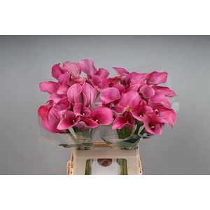 Zantedeschia captain romance