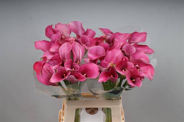 <h4>Zantedeschia captain romance</h4>