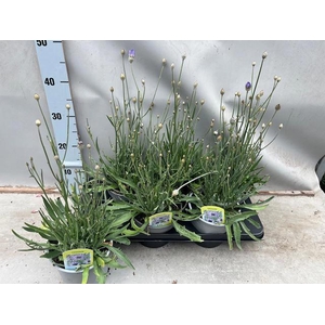 CATAN CAERULEA