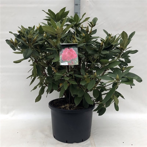 <h4>Rhodo. 'Anna Rose Whitney' pink</h4>