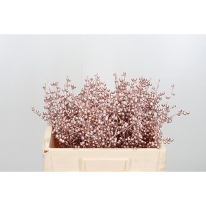 Ilex Kl Bh Champagne