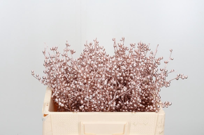 <h4>Ilex Kl Bh Champagne</h4>