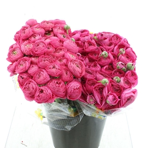 Ran Su Sr Bolero Cerise 1a