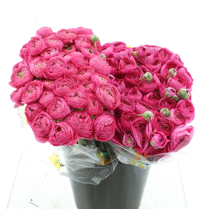 <h4>Ran Su Sr Bolero Cerise 1a</h4>