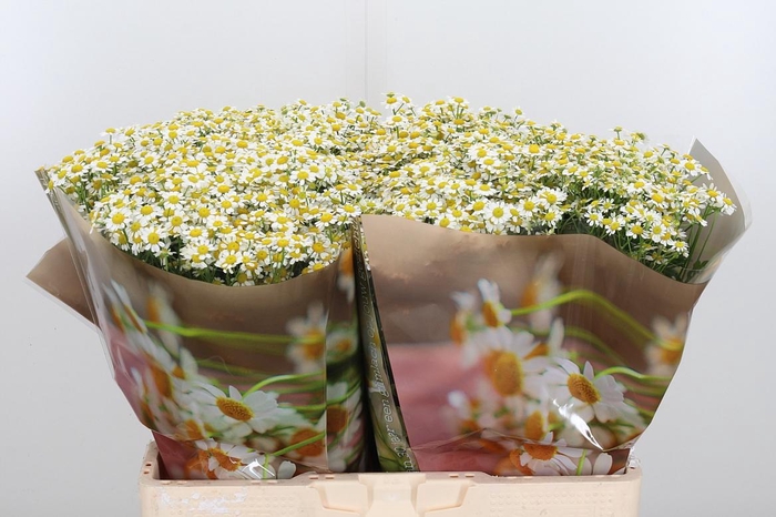 <h4>Tanacetum Pa Single Vegmo</h4>
