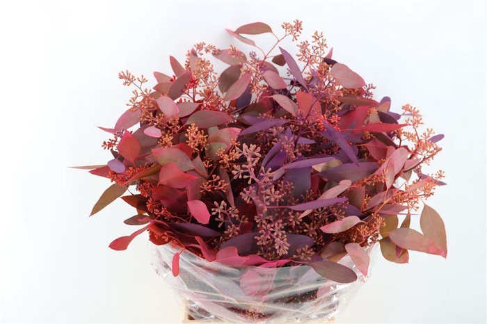 <h4>Euca Populus Berry Mix Pink P Bunch</h4>
